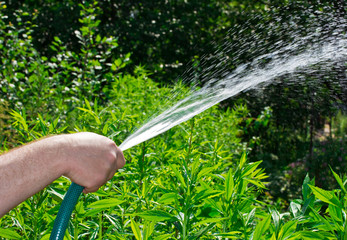 Hand of man holding a hose and watering the flowers in the garden in summer