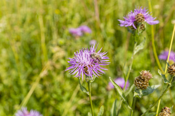 Bee on a flower Centaurea jacea (brown knapweed, brownray knapweed)