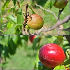 Ripe red and small unripe green nectarine on the tree in an orchard; collage. Concept of organic farming; fresh, natural, unprocessed fruit.