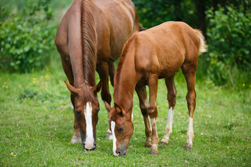 Obraz na płótnie Canvas Foal horse with her mother