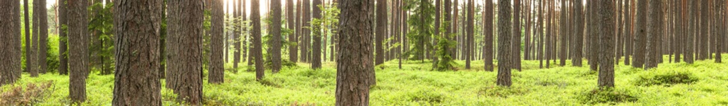 Fototapeta Zielony sosna las w lecie