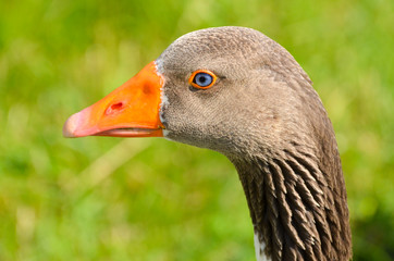 Goose head © oralz