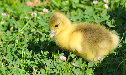 Little yellow gosling on green grass
