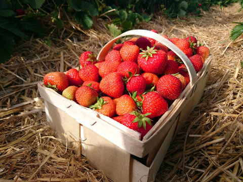 Image of the strawberries in a basket
