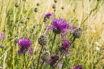 Perennial plant of the Asteraceae family