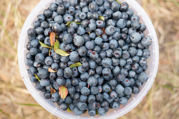 Fresh picked organic blueberries  in the bucket