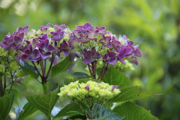 Hortensie blüht auf