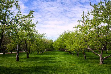 apple orchard