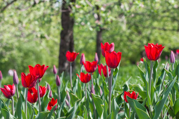red tulips