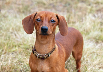 Portrait of small chestnut  dachshund on natural  background