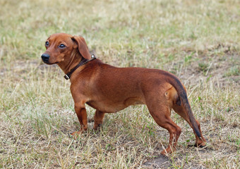 Portrait of  chestnut  flat-coated dachshund on natural  background