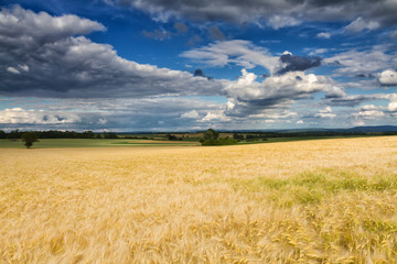Goldenes Weizenfeld im Sommer