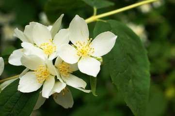 Obraz na płótnie Canvas jasmine blossoms