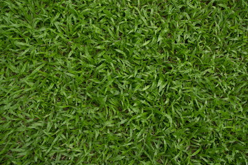 Grass