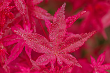 red leaf