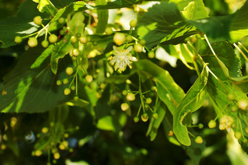 linden blossoms