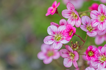 courtyard flowers