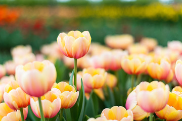 Tulip, Colorful tulip : focus on the highest tulip