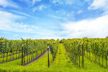 Fototapeta na wymiar Grapevine in the vineyards