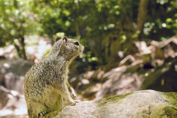 Uinta Groung Squirrel