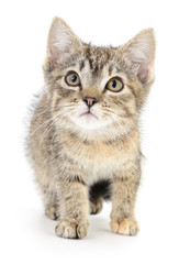 Obraz premium Kitten on a white background