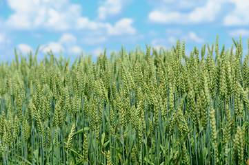 Organic green wheat in the field