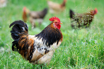 Rooster