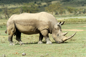 Obraz premium Rhino