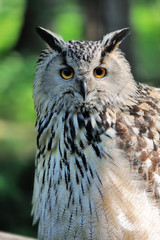 Close-up owl