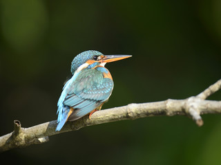 Blue Kingfisher bird