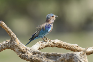 Indian Roller