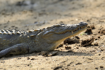 Crocodile