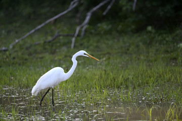 White egret