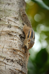Obraz premium Wild chipmunk