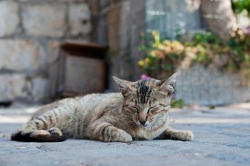 Cute tabby cat laying on the ground