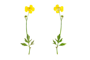 Pressed and Dried bush Meadow Buttercup (Ranunculus acris). Isol