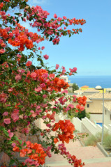 Blooming Bougainvillea. 