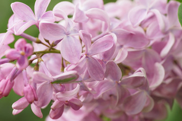 Lilac flower.Close-up.