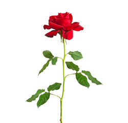 long stem red rose