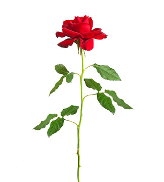 long stem red rose
