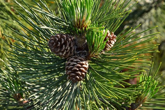 Kiefernzapfen der Schlangenhaut-Kiefer / Pinus leucodermis