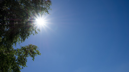 sonne, birke und blauer himmel