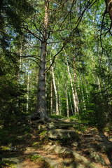 Forest landscape. Wood in the Carpathians.