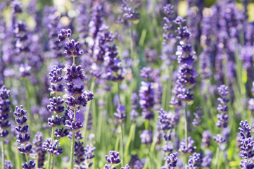 Fototapeta premium Purple Lavender Flowers in the Sun