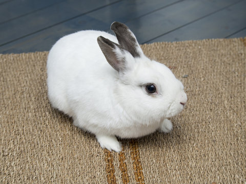 White rabbit on the floor