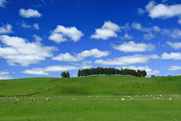 Grazing sheep on green hill, New Zealand