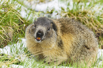 Alpine marmot