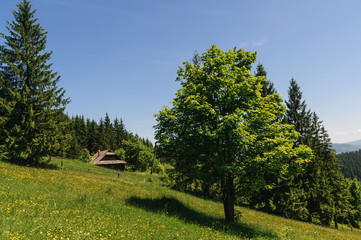 Obraz premium Mountain landscape. Carpathians