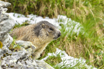 Naklejka na ściany i meble Alpine marmot