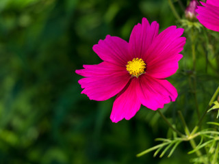 Fototapeta premium Cosmea